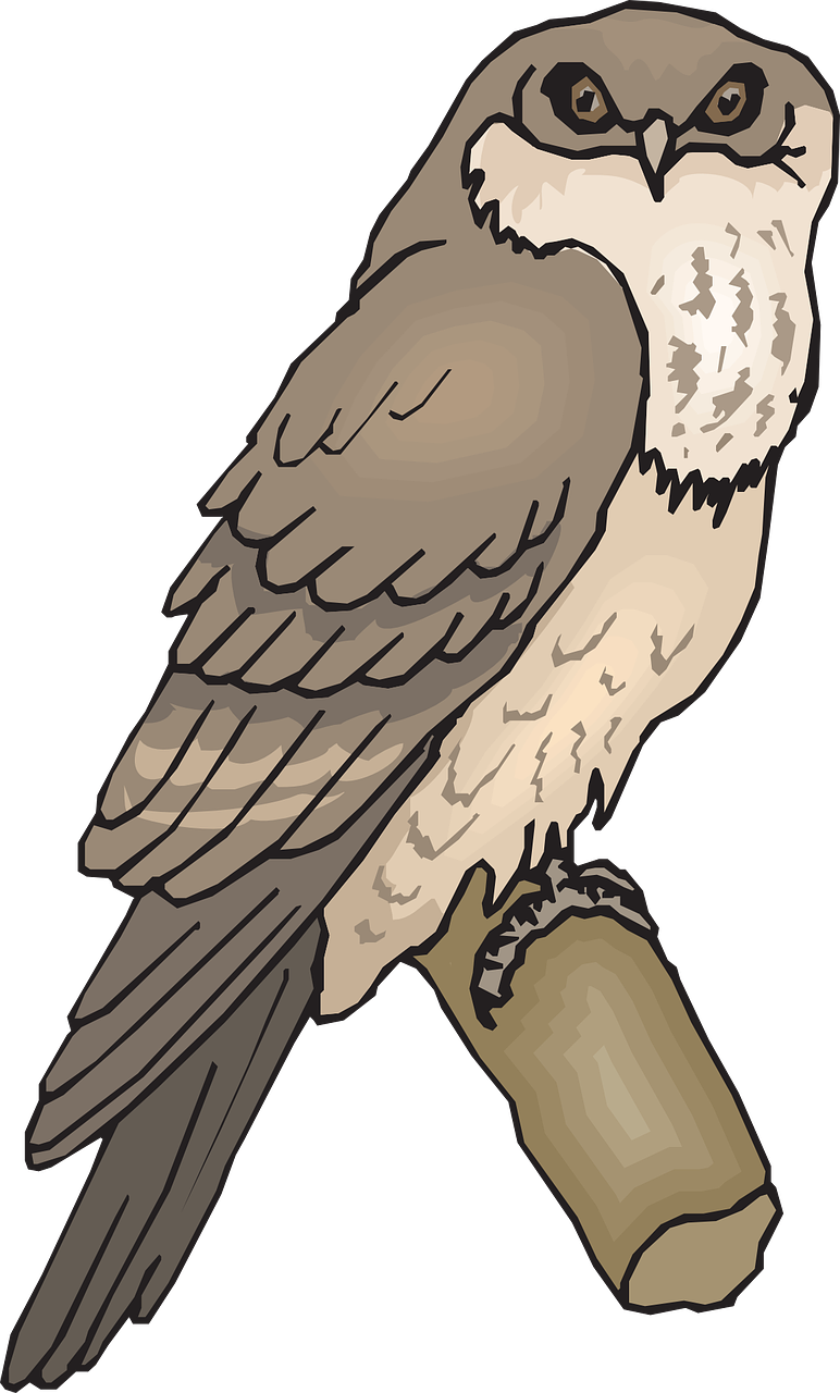 Owl Bird Branch Wings Animal Png Image - Tawny Frogmouth Clipart (772x1280)