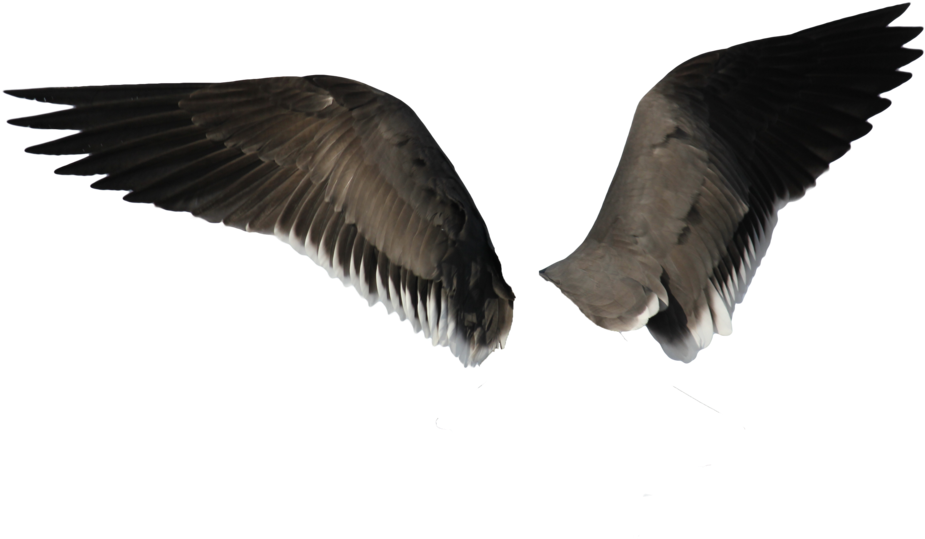 Wings Png Precut 2 By Awanderingdryad - Portable Network Graphics (1095x730)
