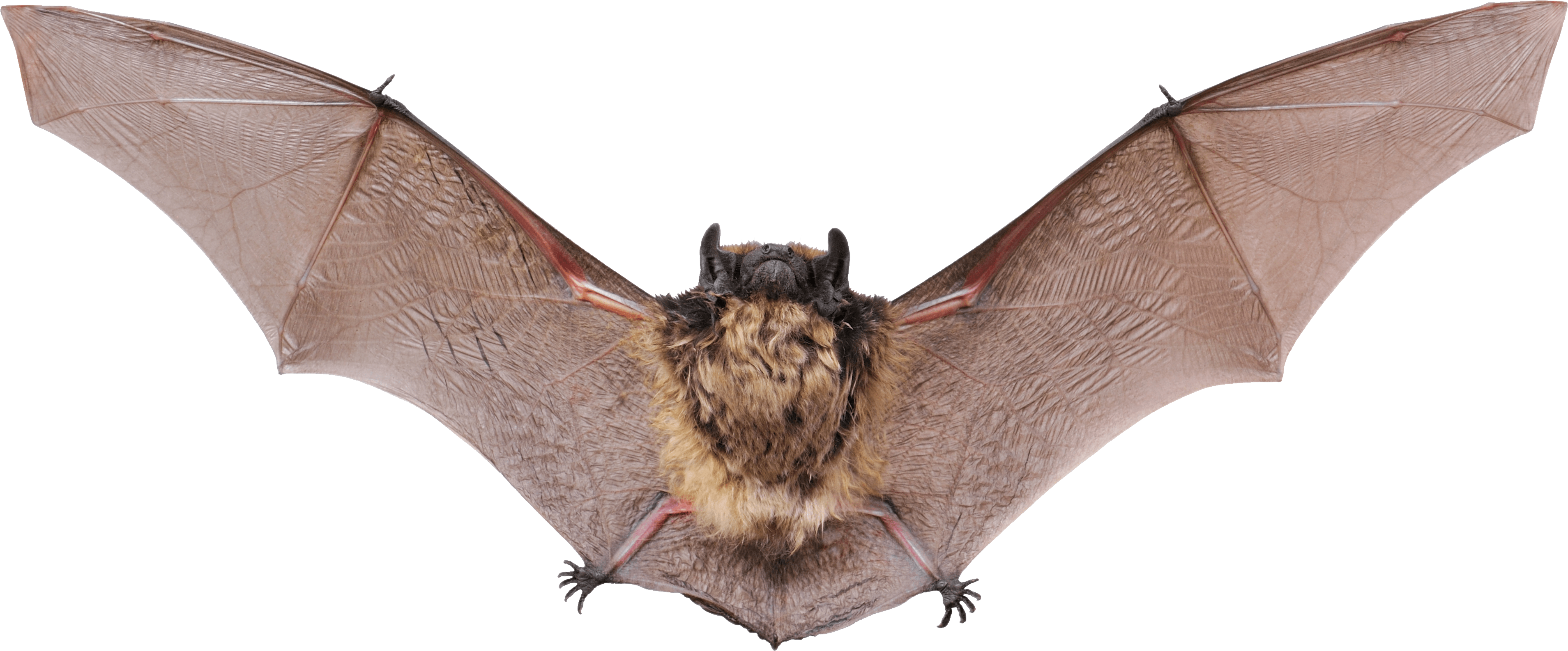 Small Bat Open Wings Png - Bat With Open Wings (3817x1586)