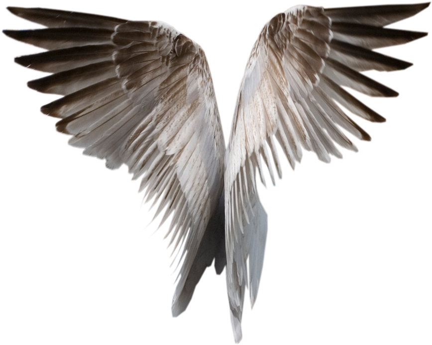 This High Quality Free Png Image Without Any Background - Angel Wings Png Wings (900x745)