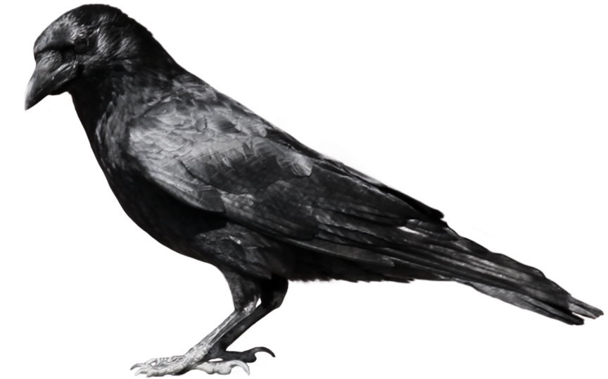 Birds Wings Favourites By Weareyesclosed On Deviantart - Crow Png (900x563)