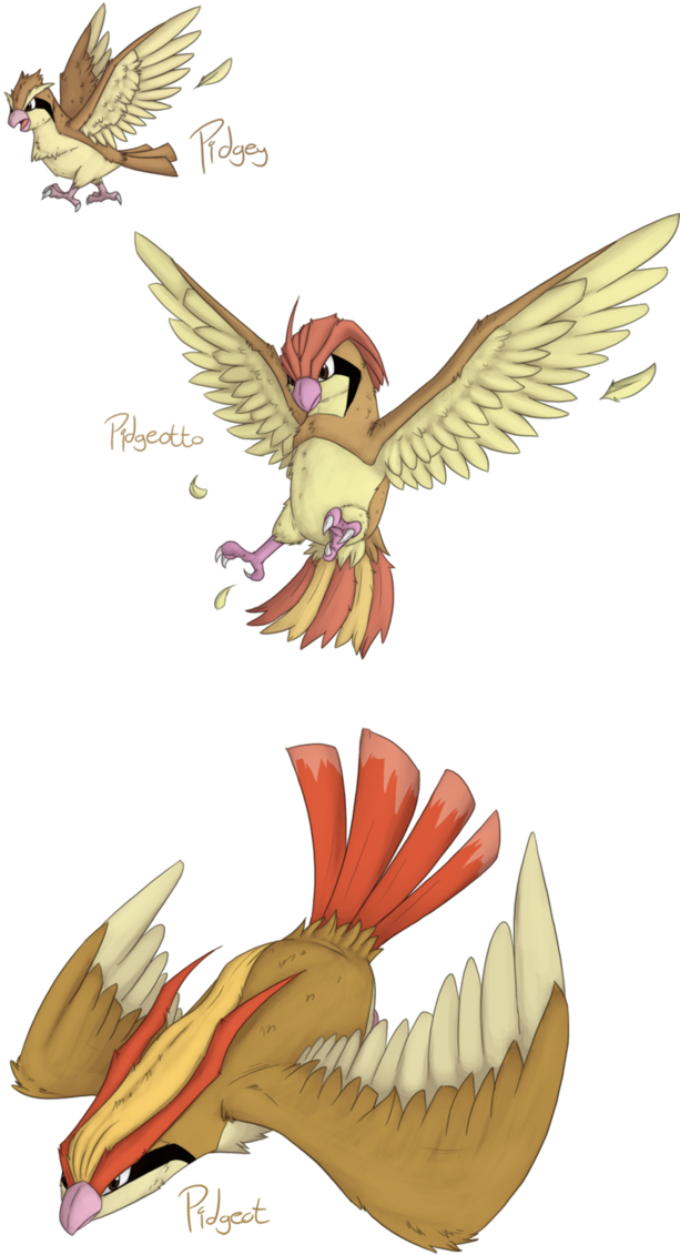 Pidgeot Evolutions - Pokemon Pidgey Udvikling (651x1227)