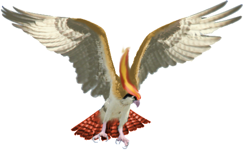 Real Pidgeot By Cyndermizuki - Bird Of Prey Wings (600x458)
