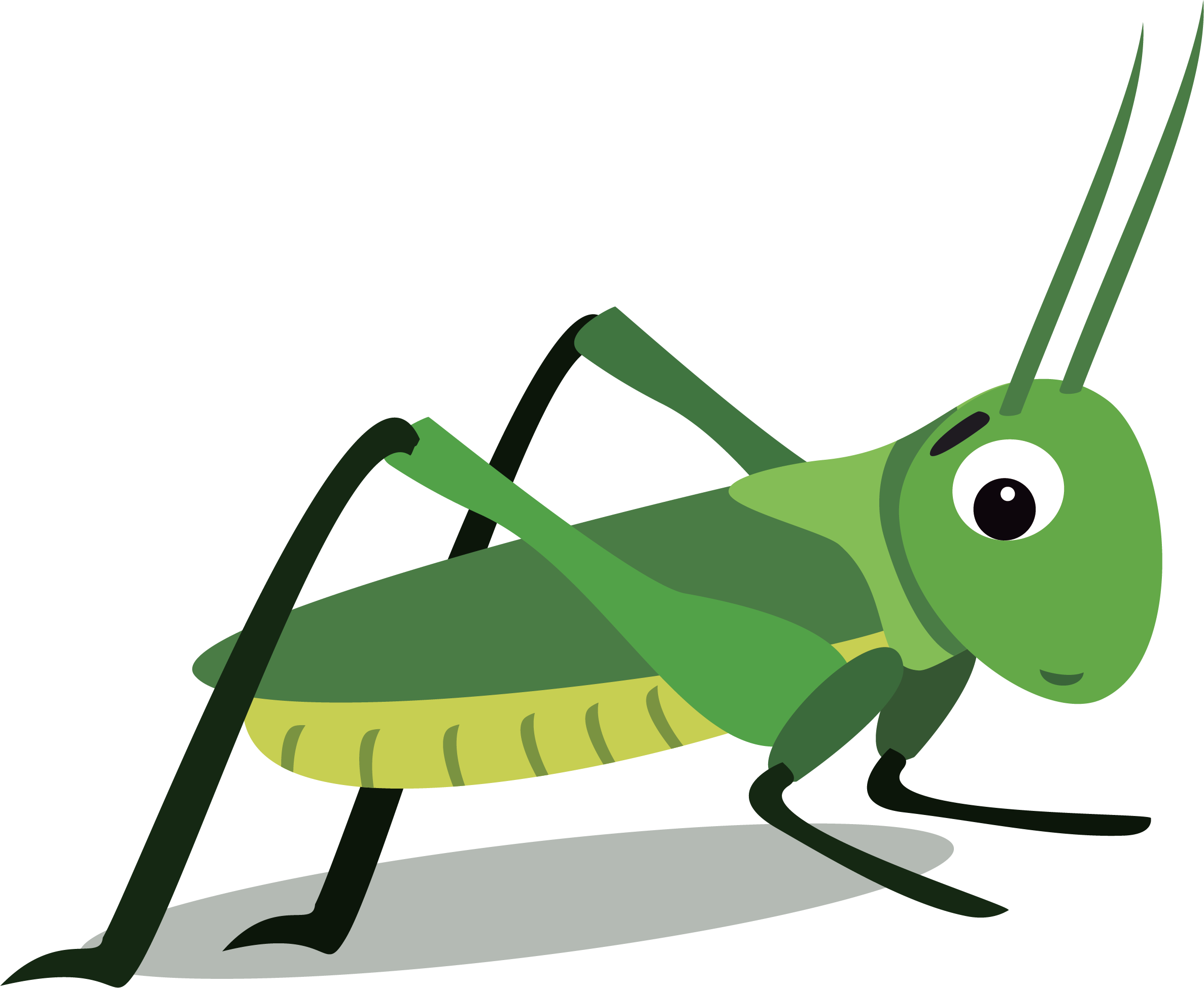 Cockroach Insect Panchlora Nivea - Band Winged Grasshoppers (2373x1947)