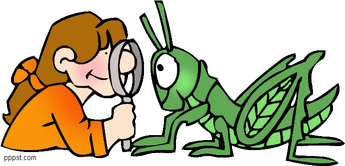 Insect Clipart Amazon - Science Animals Clipart (711x354)
