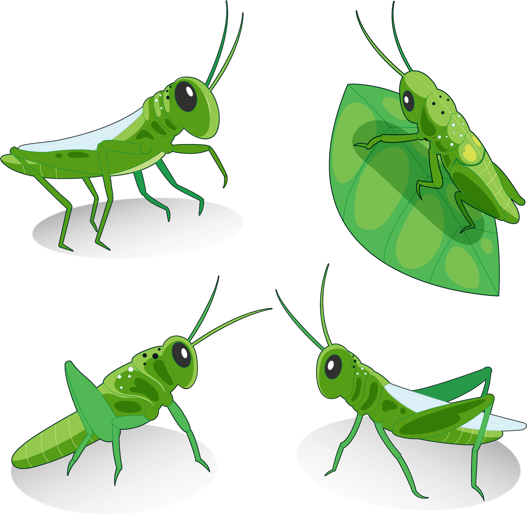 Grasshopper Locust Euclidean Vector Insect - Grasshopper (1739x1717)