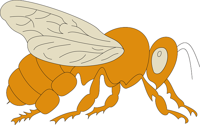 View, Orange, Bee, Wings, Side, Insect - Flügel Von Der Seite (640x401)