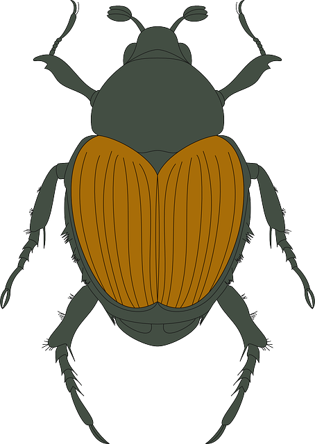 Brown, Top, Green, View, Wings, Insect, Beetle, Legs - Aerial View Of Insect (454x640)