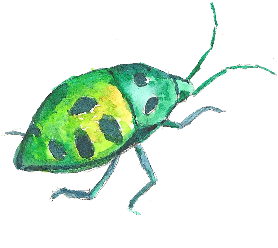 Volkswagen Beetle Watercolor Painting - Leaf Beetle (934x832)