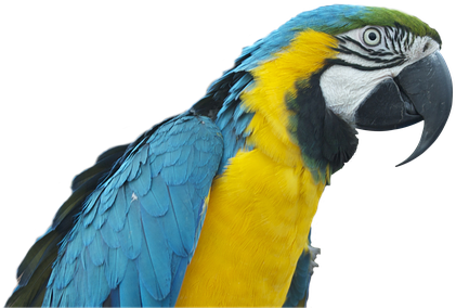 Parrot Ara Bird Colorful Plumage Transpare - Ara Png (511x340)
