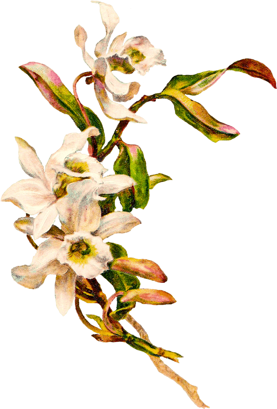 Victorian Vine Flowers Png - Handbag Mockup (975x1432)