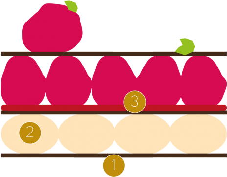 Raspberry And Chocolate Millefeuille - Raspberry And Chocolate Millefeuille (481x481)