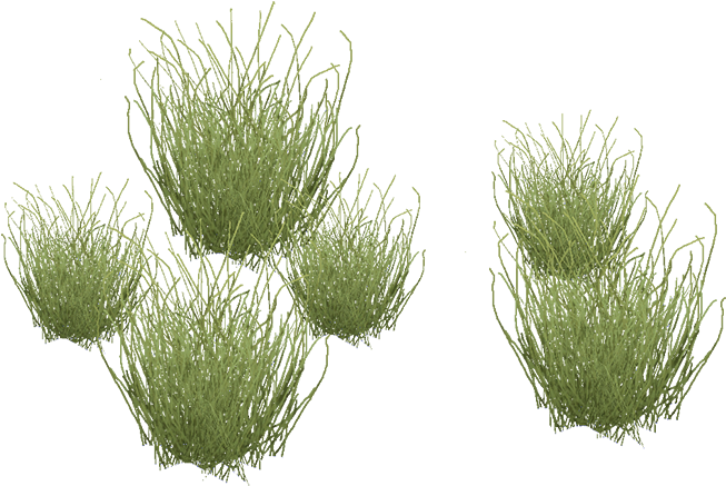 Grassland Animals And Plants Names - Desert Grass Png (700x702)