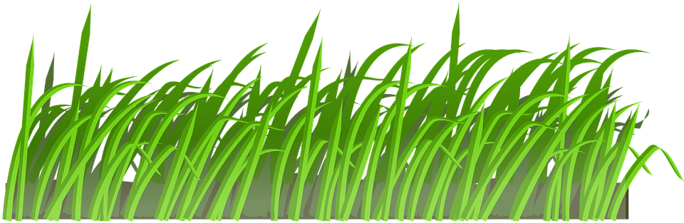 Ground Clipart Grassland - Field Of Grass Shower Curtain (960x480)