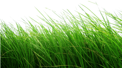 High Grass - Cb Edits Grass Png (400x400)