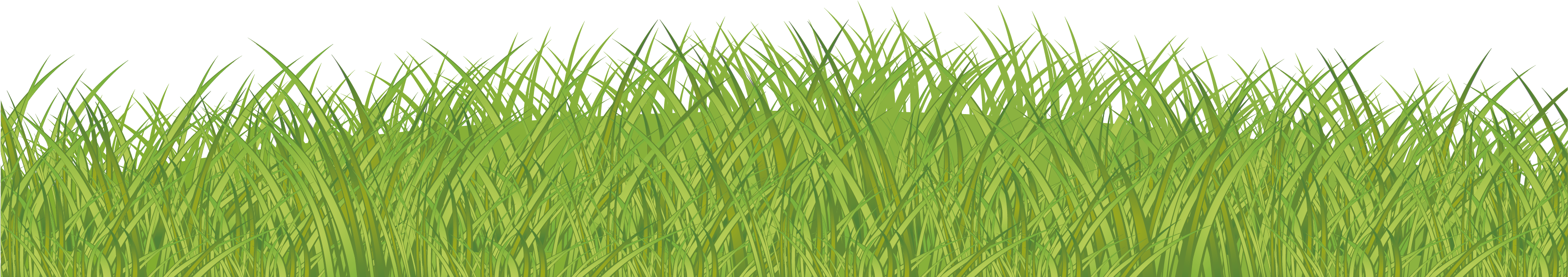 Lawn Green Grasses Family - Herbaceous Plant (3421x1500)