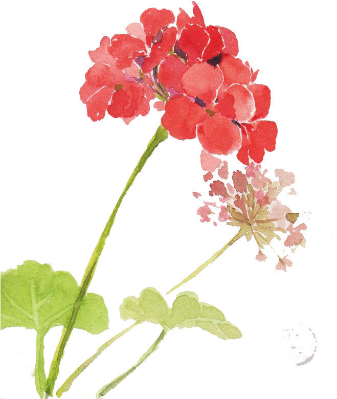 Flowers Watercolor Painting - Watercolor Painting (658x864)
