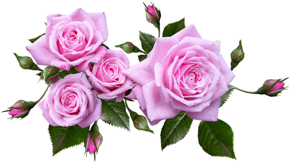 Rose, Flower, Arrangement, Plant - Flower Roses (960x535)