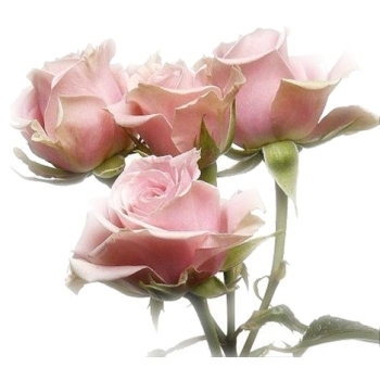 Requests - Open - Pink Spray Roses Names (350x350)