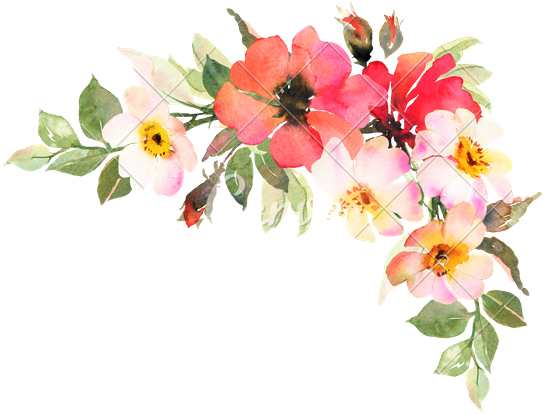 Bohemian Flower Cliparts - Transparent Watercolor Roses Red (550x418)