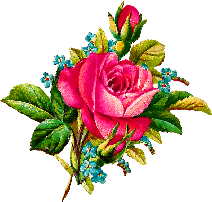Flower Illustrations Clipart - Rose And Forget Me Not (779x758)