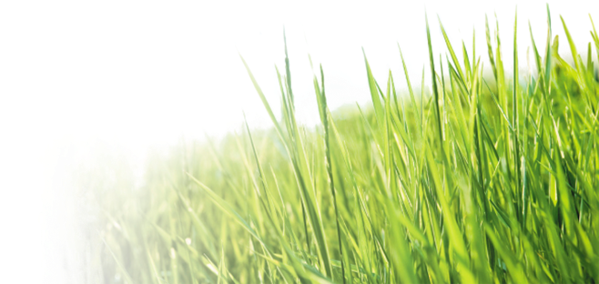 24 Aug 2017 - Grass And Sky (1024x317)