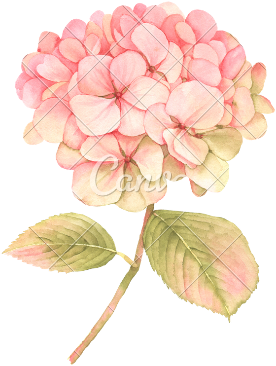 Hydrangea Flower In Bloom - Hydrangea Flower Illustration (592x800)