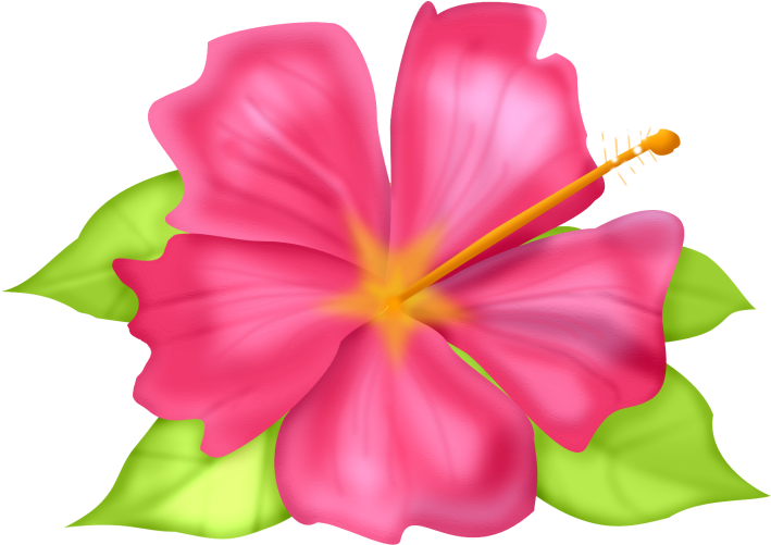 Flower Pictures, Paper, Flower Photos, Flower Photography - Picasa Web Albums (800x613)