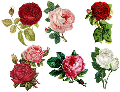 Roses, Collage, Vintage, Antique - Red Iphone 8 Plus (425x340)
