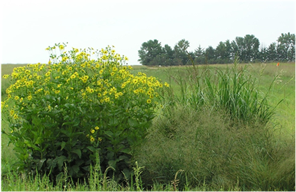 Cup Plant Growing With Prairie Cord Grass (spartina - Sweet Grass (902x279)