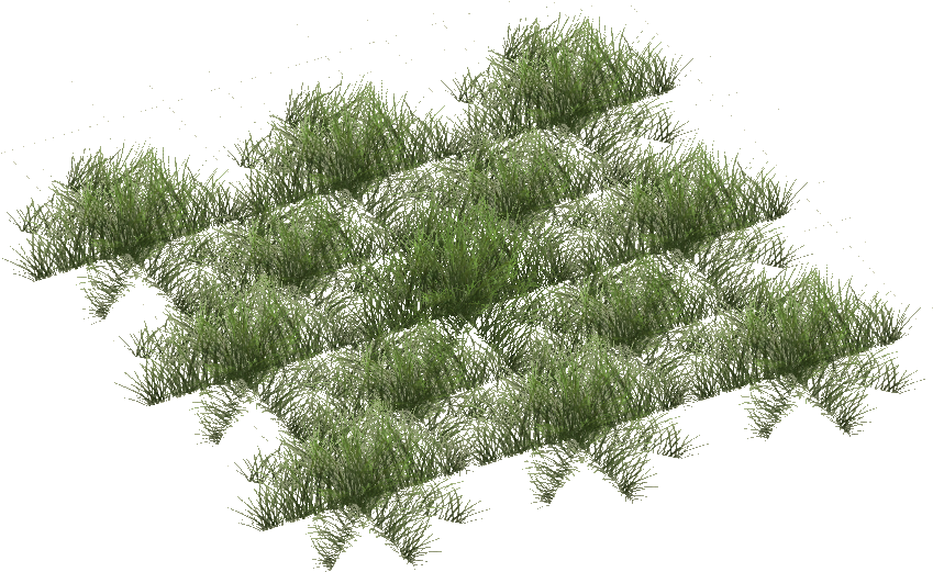 Grassland Grass Short - Pond Pine (848x848)