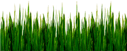 Download The Below Grass Png Image To A Folder Of Your - Grass Isolated (500x500)