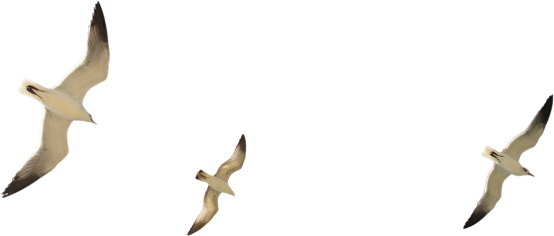 Seagull Silhouette Png - Flock (1600x1060)
