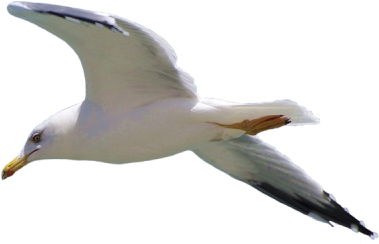 Seagull Clipart Photo Png Images - Portable Network Graphics (400x400)
