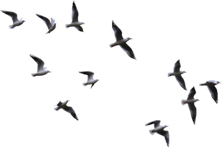 Flying Birds Png (1024x683)