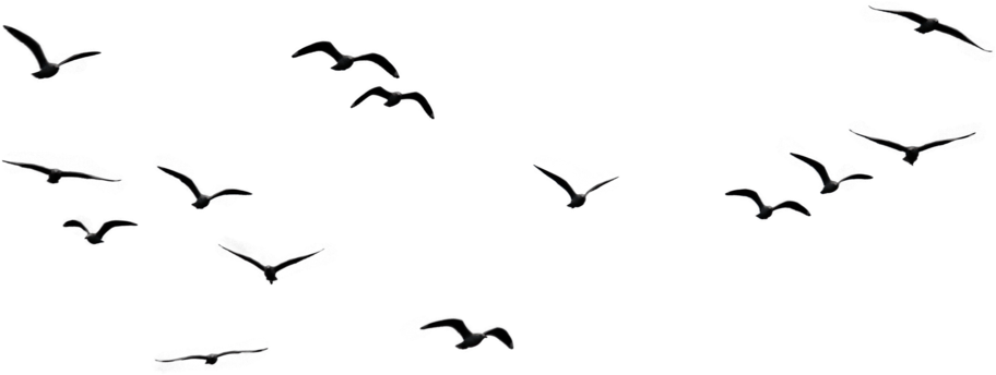 Flock Of Birds Pngs (1024x683)