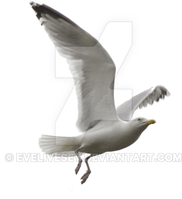 Seagull Png By Evelivesey - Trouble With Flying And Other Stories [book] (400x468)