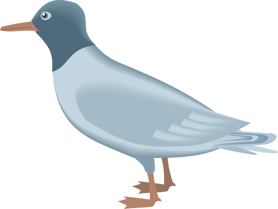 Gull Png - Beak (957x720)