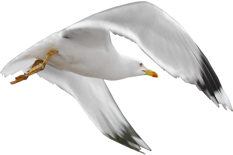 Gull Png - Mouette Png (800x534)