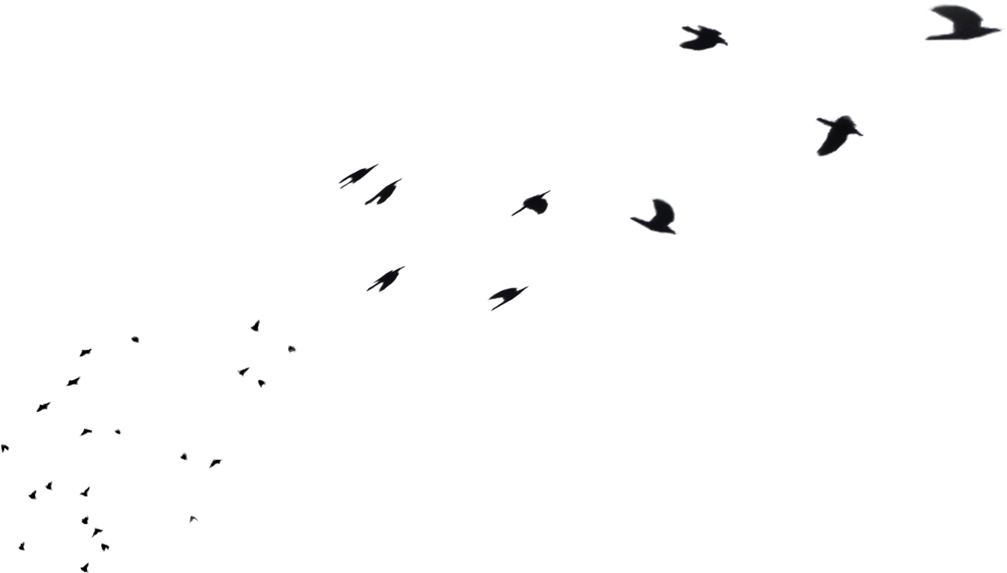 Flock Of Birds Clipart Distant - Bird (4835x3241)