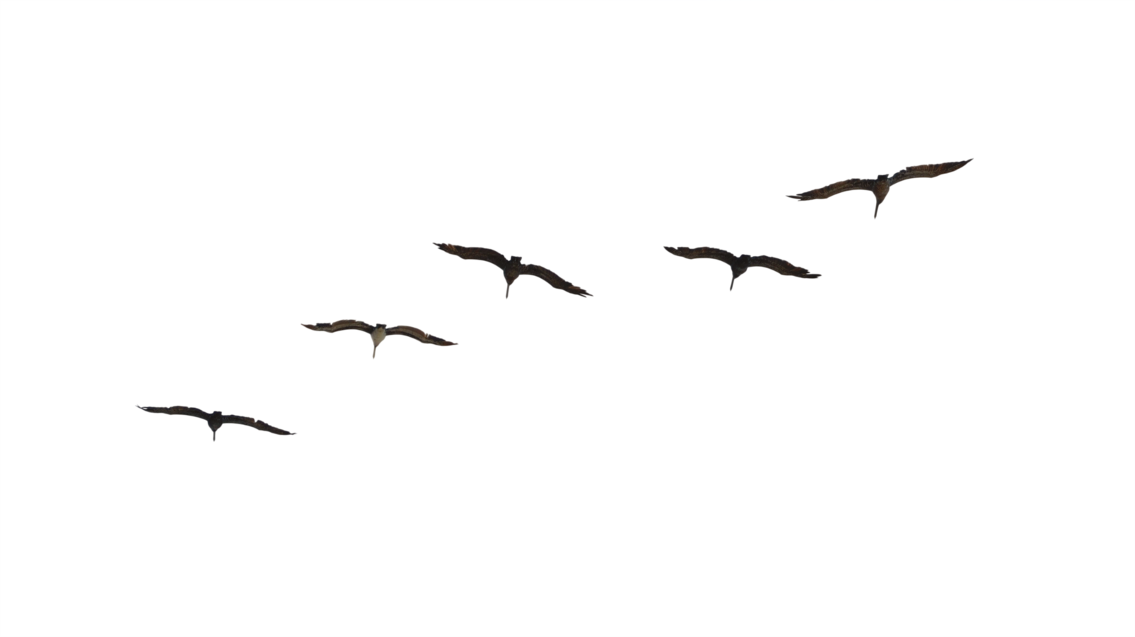 Seagull Flock Silhouette Download - Flock (1600x898)