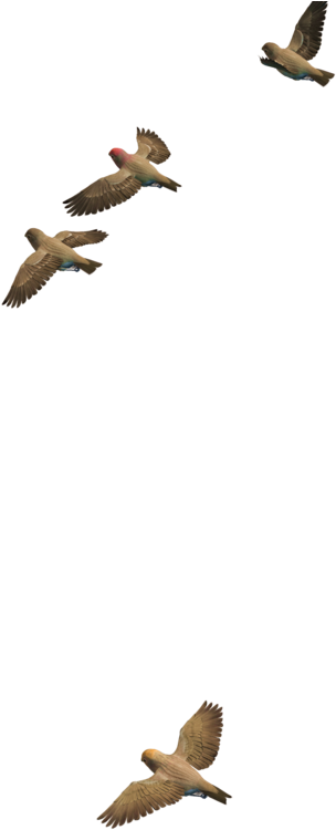 Flying Birds 06 Png Stock By Roy3d - Bird (1024x768)