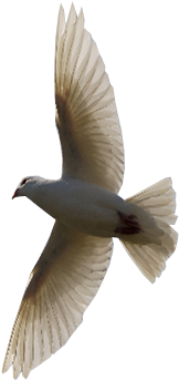 Flying Bird Transparent Background Free Png Images - Bird With No Background (400x400)