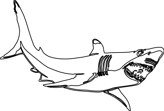 Shark Clip Art Black And White - Shark Black And White (555x376)