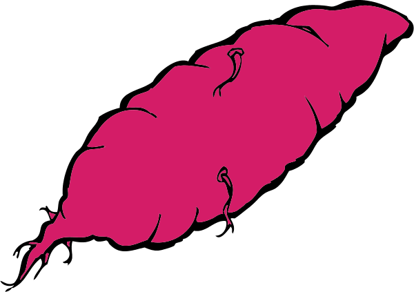 Yam Vector Clip Art - Yam Vector Clip Art (600x423)