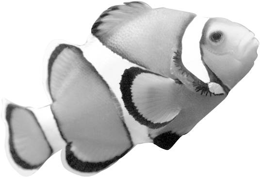 Clownfish Clipart Grade A - Note Cards (pk Of 20) (588x399)