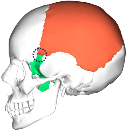 Position Of Sphenoparietal Suture - Sutura Sphenozygomatic (500x500)