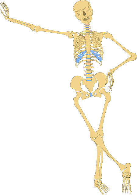 Skeleton, Human, Skull, Bone, Bones, Anatomy, Funny - Anatomy Clipart (450x640)