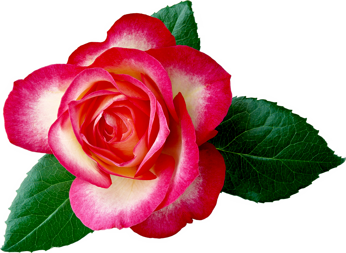 Pink Roses Desktop Clipart - Happy Birthday Jijaji Cake (1200x877)
