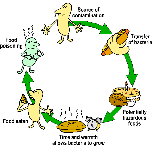 Food Contamination Food Contamination Food Contamination - Bacterial Contamination Of Food (492x463)